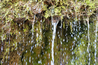 Close-up of moss growing on tree trunk in forest