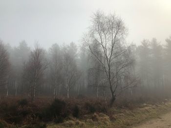 Bare trees in foggy weather