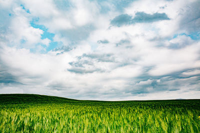 Scenic view of agricultural field against sky