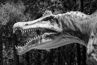 Close-up of animal skull