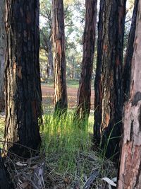 Trees growing in forest