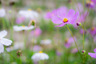 Close-up of pink cosmos flower