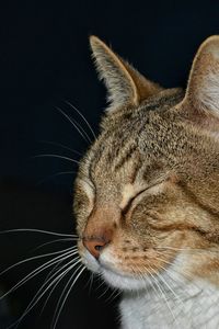 Close-up of cat