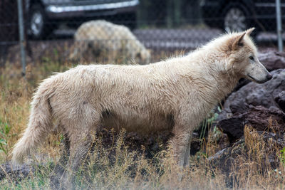 Side view of a horse on field