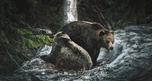 Grizzly bears in a snowy forest hollow