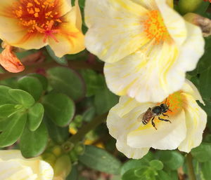 Close-up of bee pollinating flower