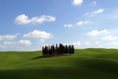 Trees growing on grassy field against sky