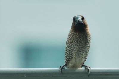 Close-up of bird perching on wall