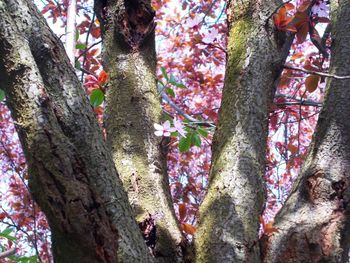 Close-up of tree trunk