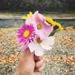 Close-up of hand holding flowers