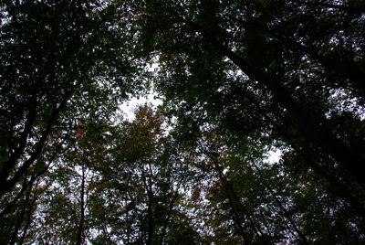 Low angle view of trees in forest