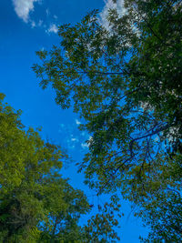 Low angle view of trees against blue sky