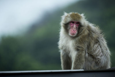 Close-up of monkey sitting on looking away