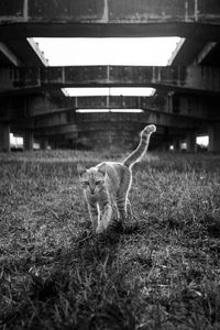 View of a cat on field