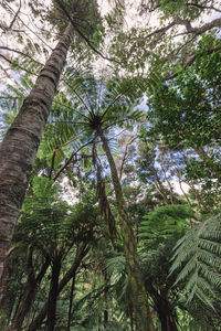 Low angle view of palm trees