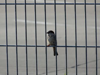 Bird perching on fence