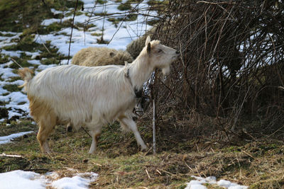Goat walking on grassy field during winter