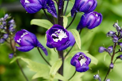 Close-up of purple flowering plant