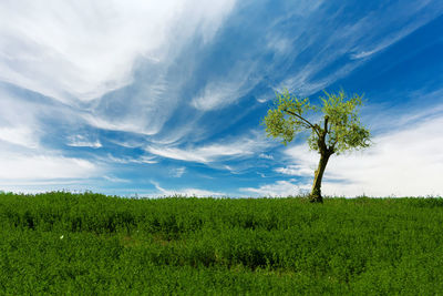 Plants on field against sky