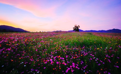 Flowers blooming on field against sky during sunset