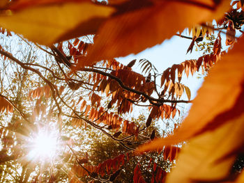 Low angle view of trees against sky during winter