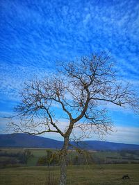 Bare tree on field against blue sky