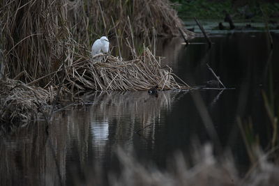 Bird perching on nest in lake