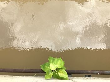 Close-up of plants against blurred background