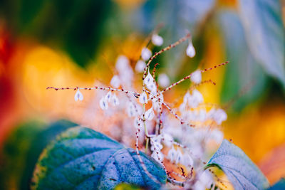 Close-up of orange flowering plant