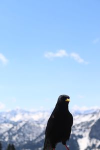 Low angle view of birds against blue sky