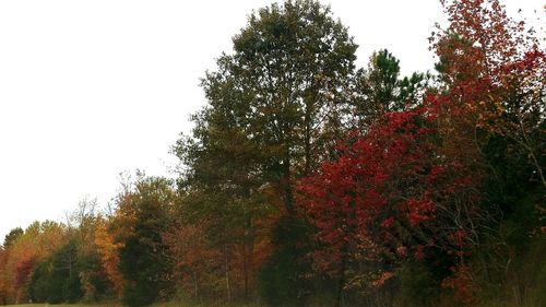 Low angle view of tree against sky