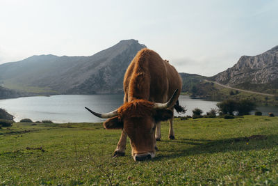 View of a horse on field