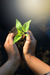 Close-up of hand holding small plant