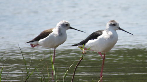 Black-winged stilts in lake