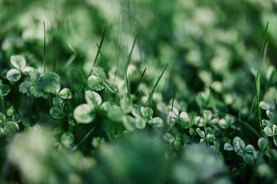 Close-up of white flowering plant on field