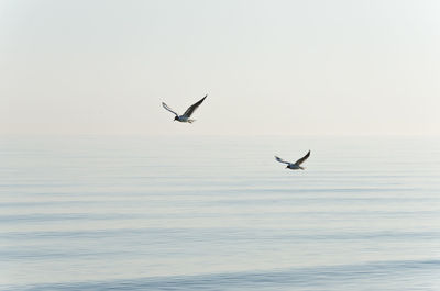 Seagull flying over sea against clear sky