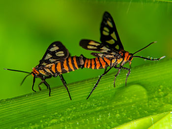 Close-up of butterfly on leaf