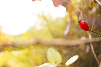 Close-up of red flower growing on tree