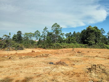 Trees on field against sky