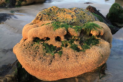 Close-up of brown moss covered rock at beach