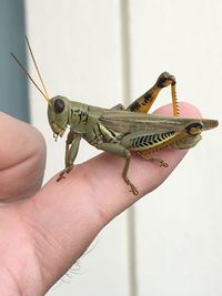 Cropped hand holding grasshopper