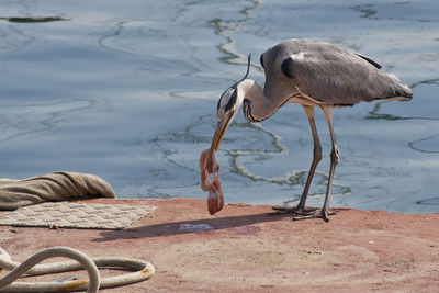 View of a bird on beach