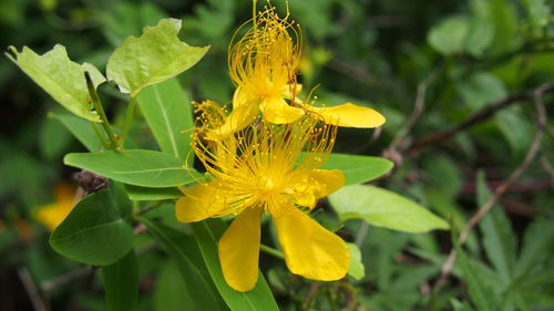 Close-up of yellow flowers blooming outdoors