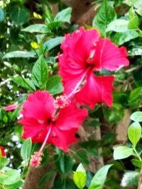 Close-up of pink flowering plant