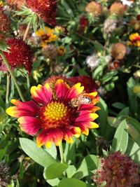 Close-up of red flower