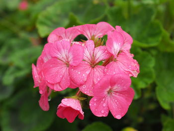 Close-up of wet pink flowering plant during rainy season