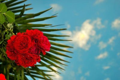 Low angle view of red flowering plant against sky