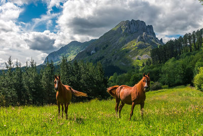 Two horses sunbathing in the neighborhood of mallabia, basque country