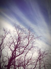 Low angle view of bare trees against sky