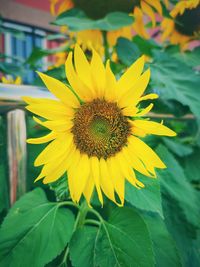 Close-up of sunflower